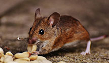 24 Hour & Emergency Exterminators in Shorewood Hills, WI